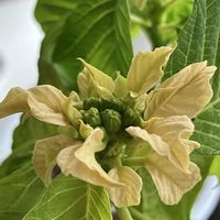 アリッサム,ガウラ,チェリーセージ,ポインセチア,日々草の画像