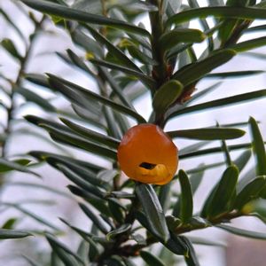 小さな庭の画像