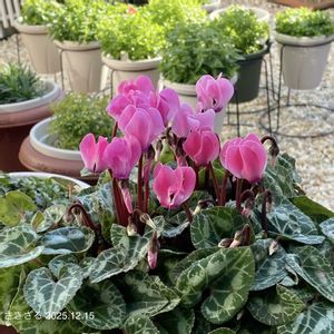 ガーデンシクラメン,ガーデンシクラメン,ガーデニング初心者,シクラメン♬さきざる,お花＊7年生♬さきざるの画像