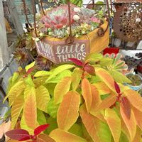 ポインセチア,ワイルドストロベリー,プリンセチア,クリスマスイヴ,甜茶錦の画像