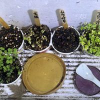 ブロッコリースプラウト,バルコニー,ルビーカイワレ大根栽培,紫カイワレ大根栽培,大阪四十日大根カイワレ栽培の画像