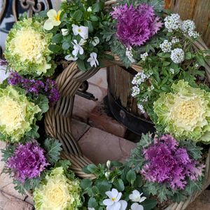 アリッサム,葉牡丹,ビオラ,寄せ植え,軒下の画像