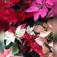 ポインセチア,ポインセチア,クリスマスツリー♡,ルーチェ,花のある暮らしの画像