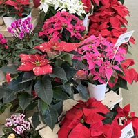 ポインセチア,かわいい,クリスマス,癒される,美しいの画像