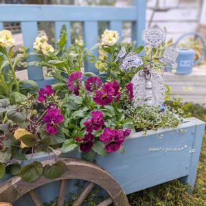 クローバー,ストック,ビオラ,ビオラ,ビオラ　ラブラドリカの画像