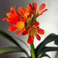 クンシラン,君子蘭,花のある暮らし,埼玉ンズ倶楽部,あっ火曜日の画像