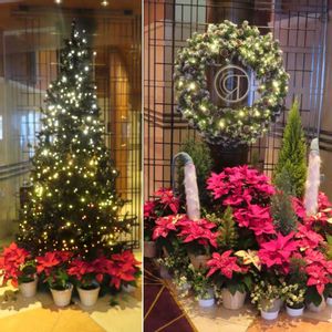 ポインセチア,クリスマスツリー,サンタさん,今日のお花,メリークリスマス ☆の画像