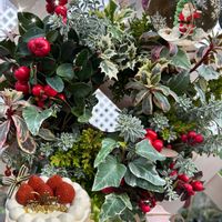 ポインセチア,ポインセチア,プリンセチア,プリンセチア,クリスマスイブの画像