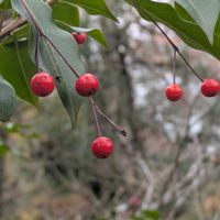 イチゴノキ,センダン,ヤマボウシ,ソヨゴ﹙冬青﹚,京都府立植物園での画像