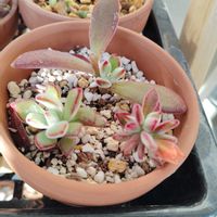 紅葉,ハムシー,多肉植物,初心者,ベランダの画像