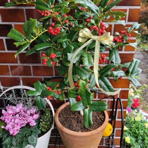 アリッサム,イベリス,シロタエギク,ハボタン,ローダンセマムの画像