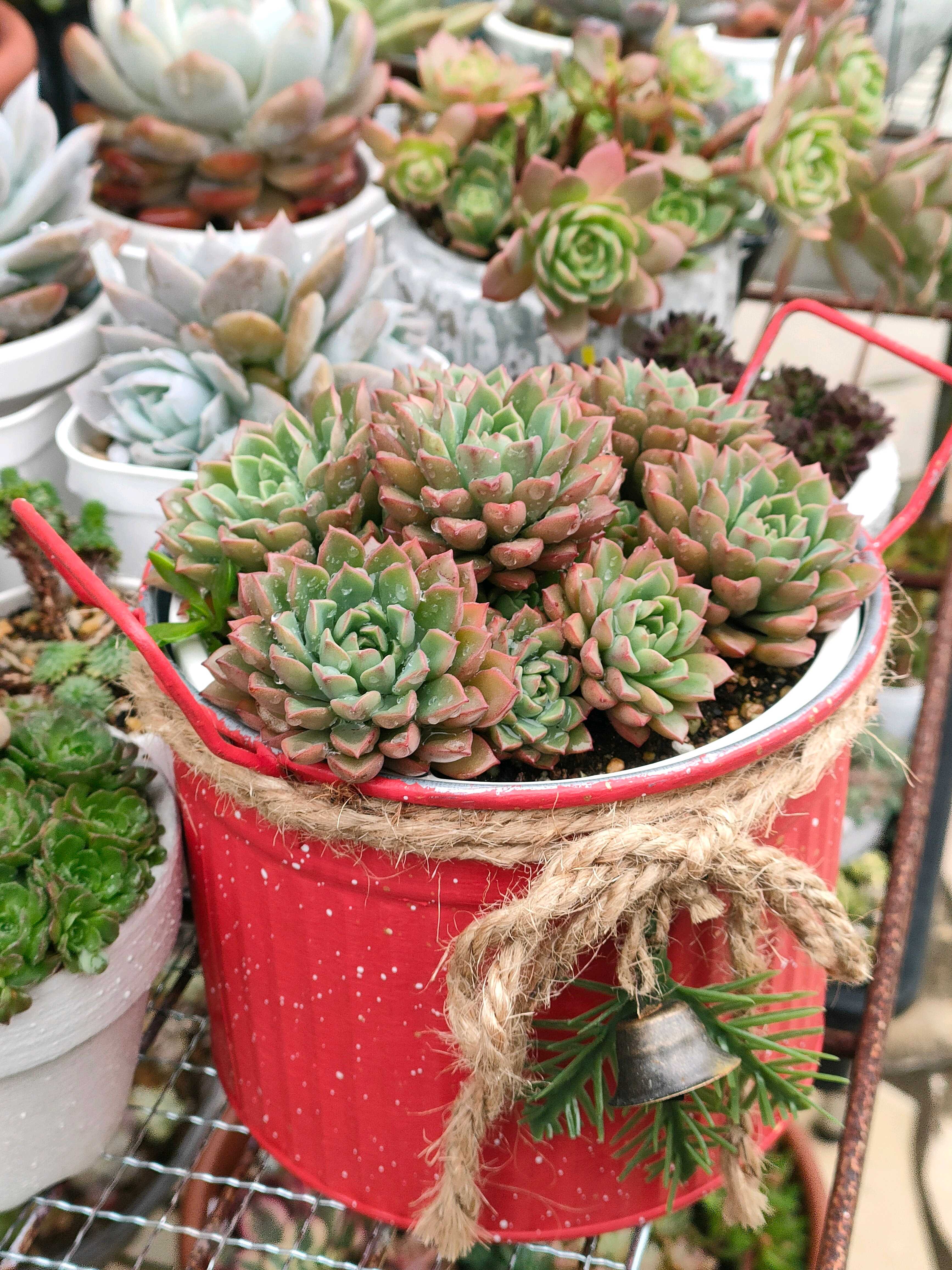 紅葉することも？多肉植物センペルビウム｜🍀GreenSnap（グリーン