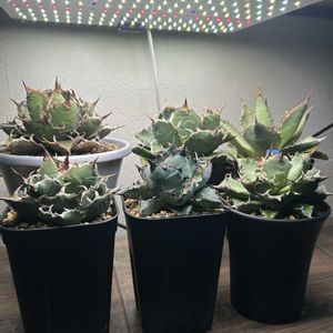 アガベ,多肉植物,実生の画像