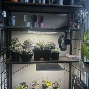 アガベ,多肉植物,観葉植物,塊根植物,実生の画像