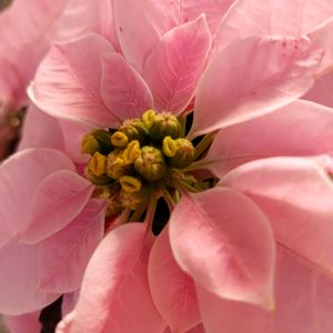 ピンク,冬支度,冬を楽しむ,元気もらえる,寒さに負けないの画像