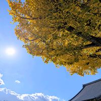 紅葉,銀杏,イチョウ,いちょう,イチョウ(銀杏)の画像