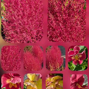 アセビ,コキア,バラ,ポインセチア,パンジーの画像