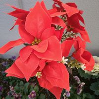 ポインセチア,ポインセチア,ポインセチア,ポインセチア,ポインセチアの画像