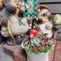 チョコレートコスモス,雨に濡れても,多肉新年寄せ,雨のクリスマスの画像