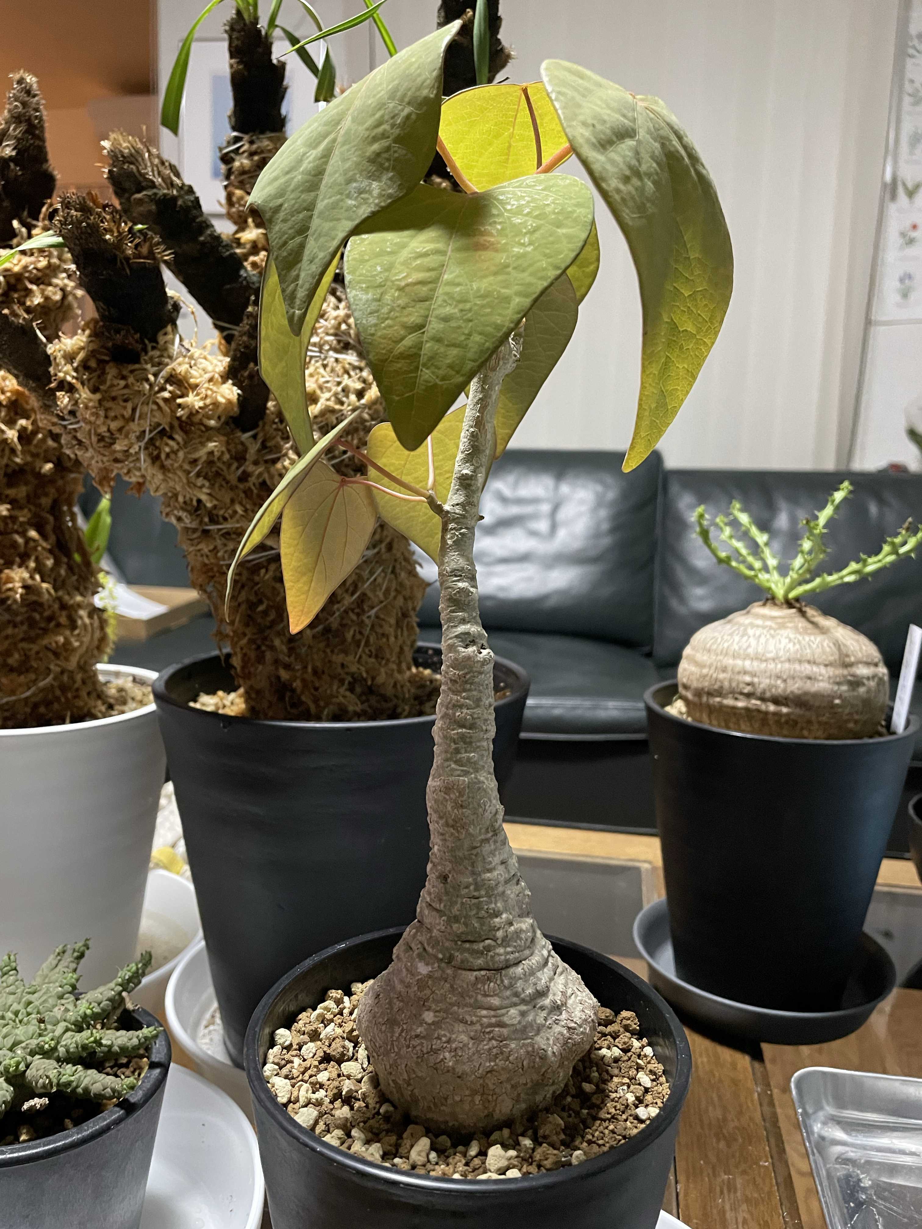 塊根植物・コーデックス Shop Hiro 塊根植物（コーデックス） 花を楽しむの通販 | GreenSnapSTORE