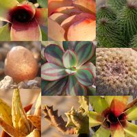 ブルゲリ,唐印,紫太陽,ピンクブラッシュ,紅司の画像