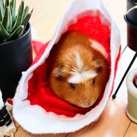 吹上,ムギ,アガベ　笹の雪,サンタクロース.,サンタクロース.の画像