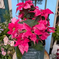 ポインセチア,プリンセチア,ガーデニング,花のある暮らし,おうち園芸の画像