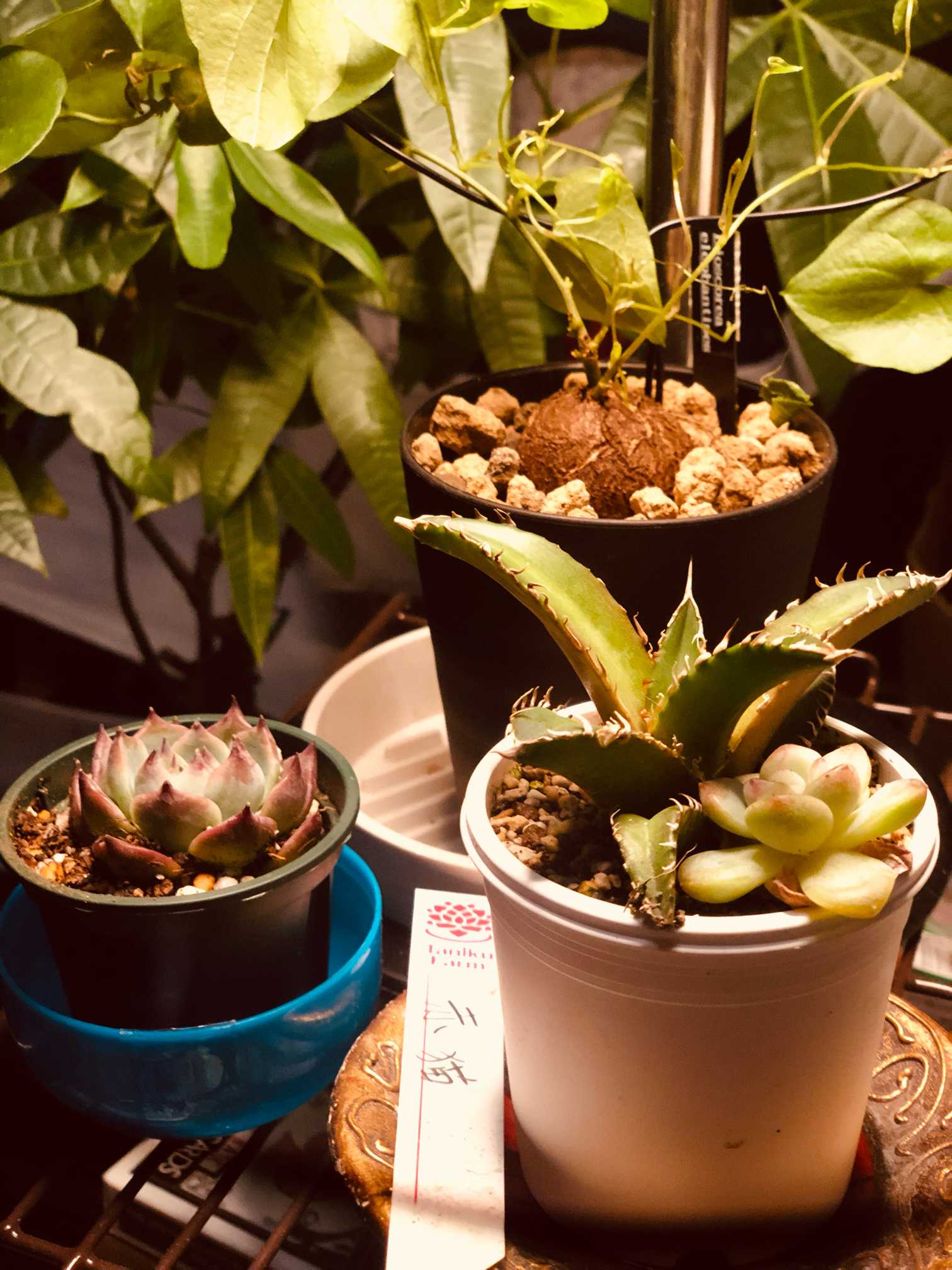 農夫植物】NO.826 特選 多肉植物 珍奇塊根植物 コーデックス オトンナ