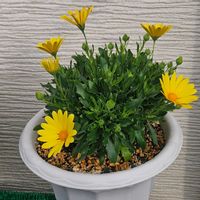 キララ,サントリー キララ イエロー,kahma瀬戸の画像