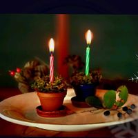 ノイバラ,苔(コケ),サワフタギの実,クリスマス,山野草の画像