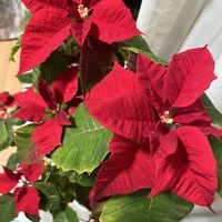 ポインセチア,プリンセチア,プリンセチア,鉢植え,楽しみ〜の画像