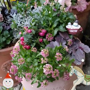 ナンテン,サルフレア,斑入りヒイラギ,ユーカリ ポプラス,千日紅（せんにちこう）の画像