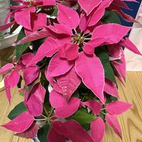 ポインセチア,ポインセチア,ポインセチア,プリンセチア,プリンセチアの画像