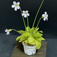 ムシトリスミレ,ピンギキュラ・イバラエ,ピンギキュラ・イバラエ,pinguicula  ibarrae,食虫植物の画像