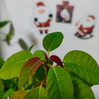 プリンセチア,ガーデニング,花のある暮らし,今日のお花,クリスマス月間の画像