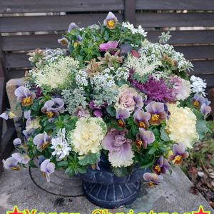 アリッサム,イベリス,ビオラ,葉牡丹(はぼたん),ギャザリングの画像