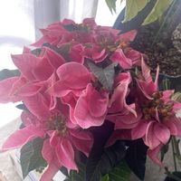 プリンセチア,覆輪沈丁花 前島,デンマークカクタス　トーアアリスの画像