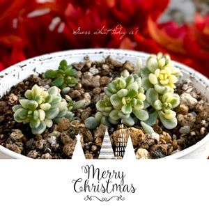 アイシクルミント,斑入りパープルヘイズ,多肉植物,セダム属,多肉大好きの画像