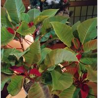 ポインセチア,プリンセチア,可愛い,今日のお花,クリスマス月間の画像