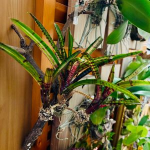 ビカクシダ・ビーチー,グレ子ちゃん,ネオレゲリアフルーツストライプ,クリスマス,子株の画像