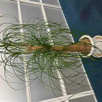 トックリランの画像