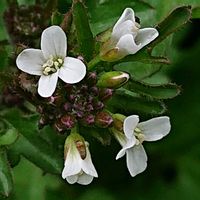 タネツケバナの画像