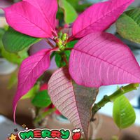 ポインセチア,プリンセチア,ポインセチア　マウス,大人の着せ替え人形,大人の着せ替え人形の画像