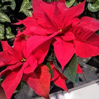 ポインセチア,プリンセチア,花のある暮らし,可愛いお花♡,園芸店の店先の画像