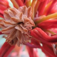 キダチアロエ,観葉植物,スマホ撮影,プランター栽培,お花とグリーンのある暮らしの画像