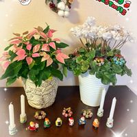 シクラメン,ハツユキカズラ,ポインセチア,プリンセチア,ポインセチア ジャドールの画像