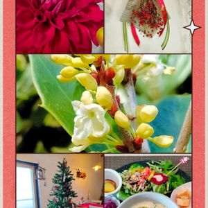 ダリア,野ばらの実,柊（ひいらぎ）,クリスマス,マイガーデンの画像