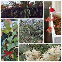 ミセバヤ,ノキシノブ,銀木犀,ヒイラギモクセイ,ヒイラギモクセイ(柊木犀)の画像