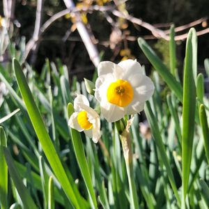 スイセン,スミレ,水仙,すみれ,無農薬の画像