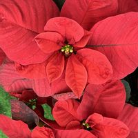 プリンセチア　ホットピンク,ポインセチア  ジングルベル,ポインセチア イエロールクス,プリンセチア スノーピンク,ポインセチア マウスの画像
